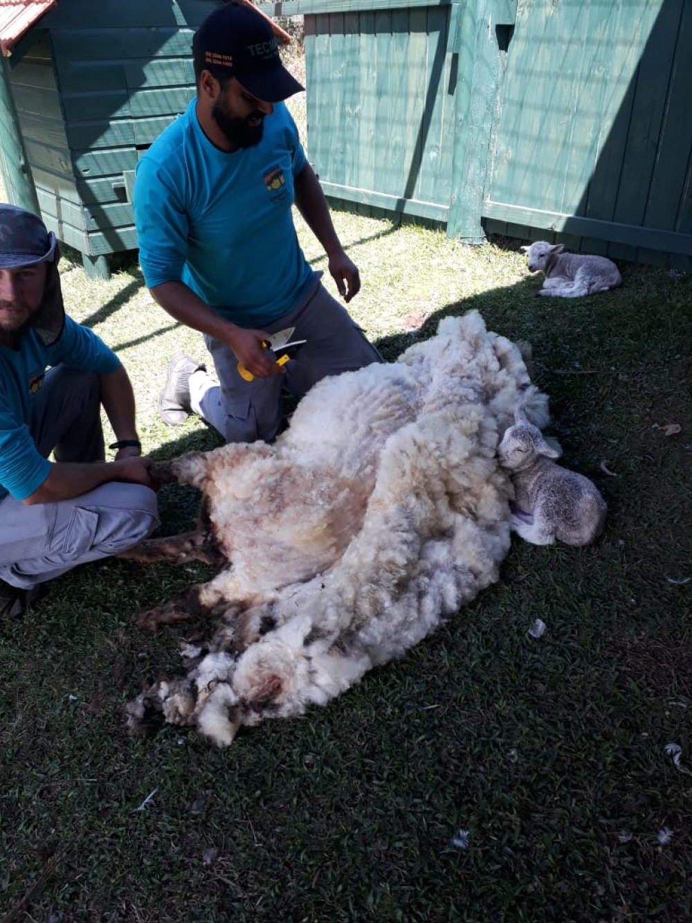 Esquila das ovelhas feita pelos colaboradores do condomínio