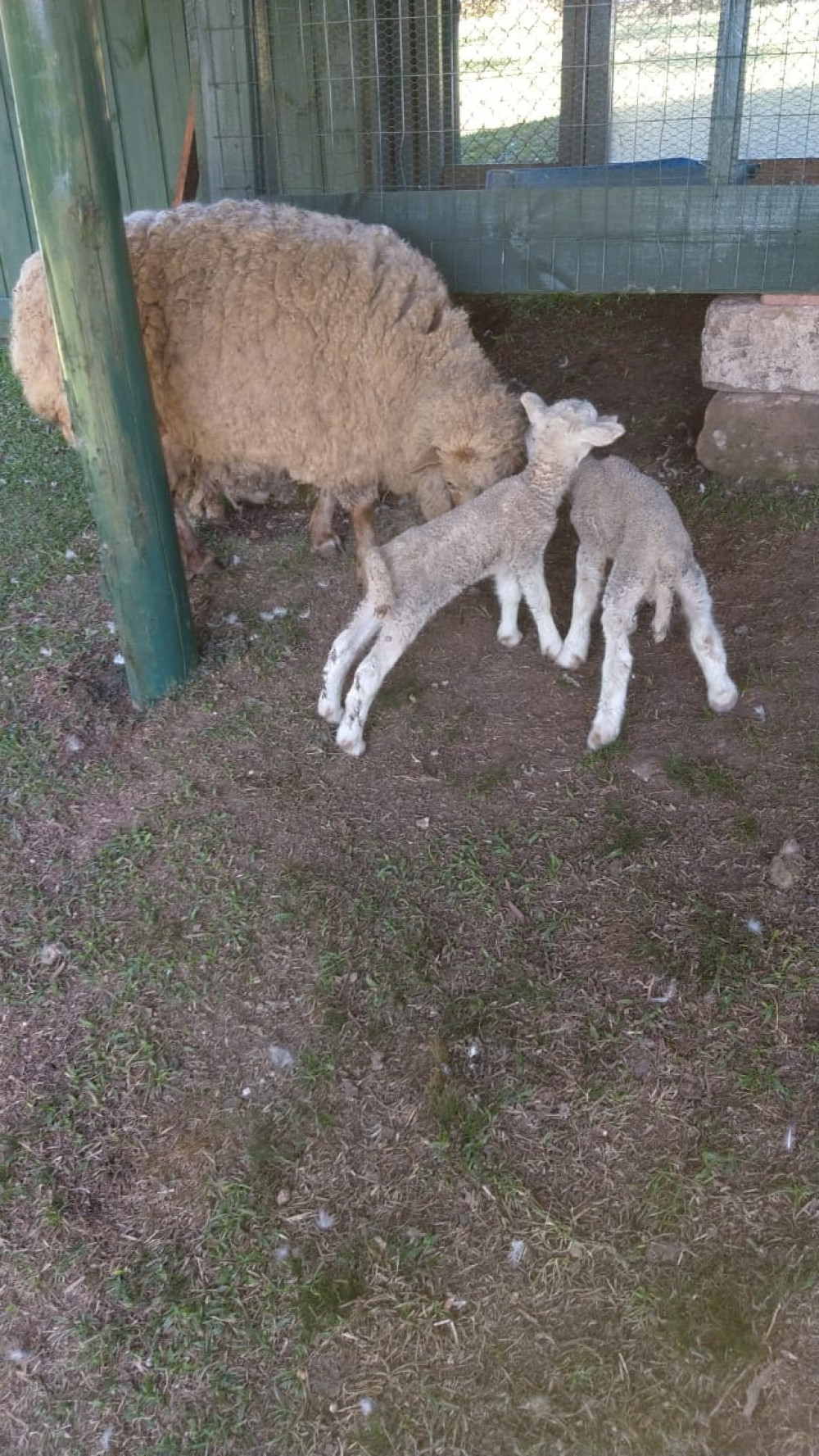 Nascimento de gêmeos na fazendinha