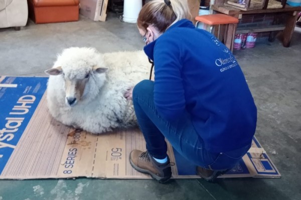 Cuidados veterinários com ovelha intoxicada